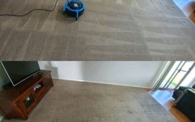 Professional Carpet Cleaning in Port Macquarie